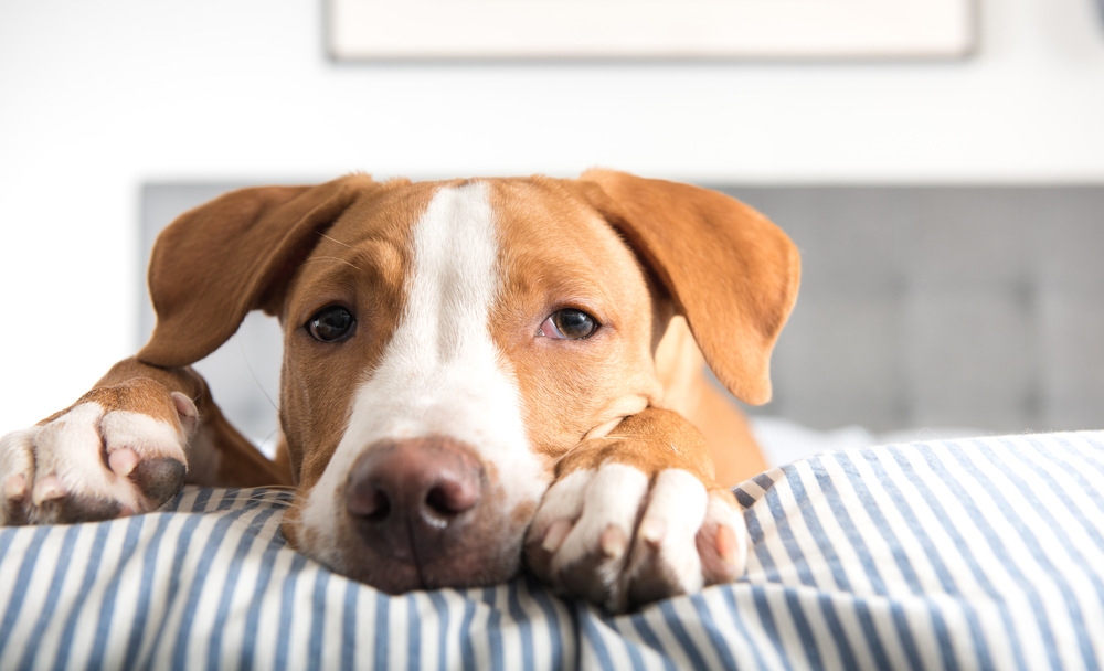 Comment faut-il procéder en cas de piqûre d’une guêpe sur un chien